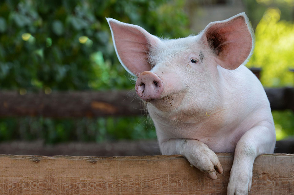 Wurst- und Fleisch von Tieren aus der Region, kurze Transportwege, beste Qualität