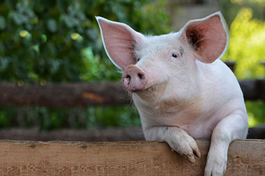 Wurst- und Fleischwaren von Tieren aus der region, kurze Transportwege